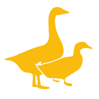 Ente von 2,8 -3,8 kg - Poly-Beutel